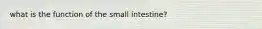 what is the function of the small intestine?