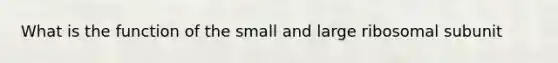 What is the function of the small and large ribosomal subunit