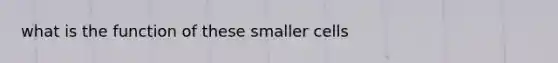 what is the function of these smaller cells