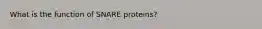 What is the function of SNARE proteins?