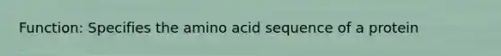 Function: Specifies the amino acid sequence of a protein