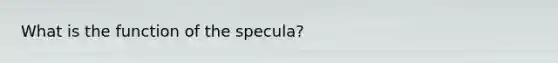 What is the function of the specula?