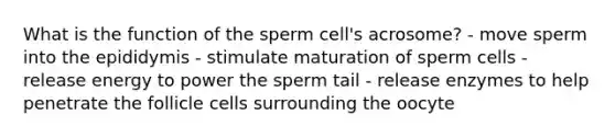 What is the function of the sperm cell's acrosome? - move sperm into the epididymis - stimulate maturation of sperm cells - release energy to power the sperm tail - release enzymes to help penetrate the follicle cells surrounding the oocyte