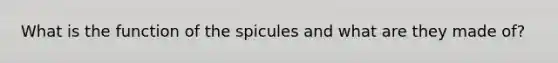 What is the function of the spicules and what are they made of?