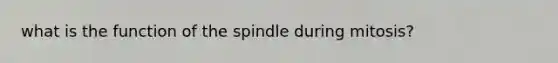 what is the function of the spindle during mitosis?