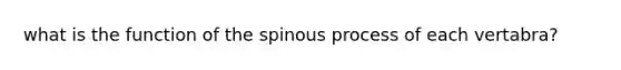 what is the function of the spinous process of each vertabra?