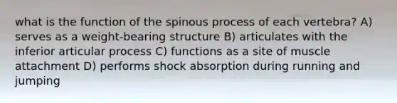 what is the function of the spinous process of each vertebra? A) serves as a weight-bearing structure B) articulates with the inferior articular process C) functions as a site of muscle attachment D) performs shock absorption during running and jumping