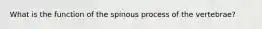 What is the function of the spinous process of the vertebrae?
