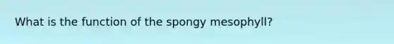 What is the function of the spongy mesophyll?