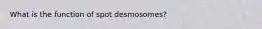 What is the function of spot desmosomes?