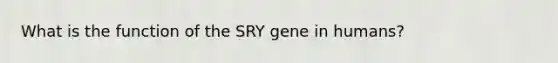 What is the function of the SRY gene in humans?