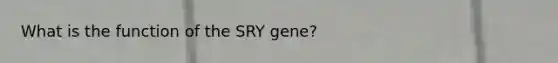 What is the function of the SRY gene?