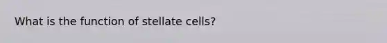 What is the function of stellate cells?