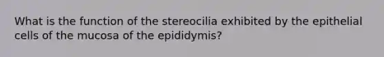 What is the function of the stereocilia exhibited by the epithelial cells of the mucosa of the epididymis?