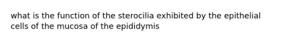 what is the function of the sterocilia exhibited by the epithelial cells of the mucosa of the epididymis