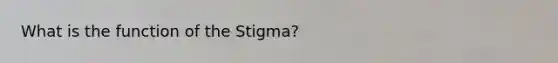 What is the function of the Stigma?