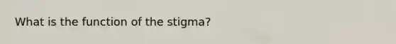 What is the function of the stigma?