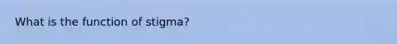 What is the function of stigma?