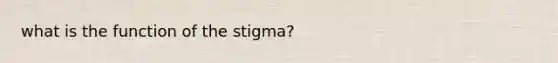 what is the function of the stigma?