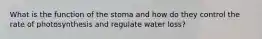 What is the function of the stoma and how do they control the rate of photosynthesis and regulate water loss?