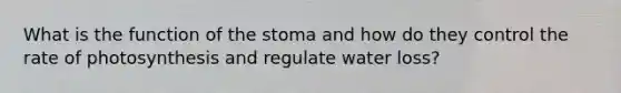 What is the function of the stoma and how do they control the rate of photosynthesis and regulate water loss?