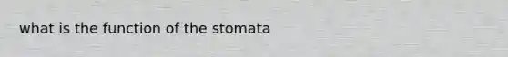 what is the function of the stomata