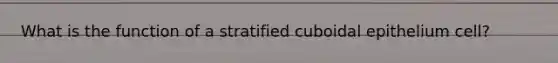 What is the function of a stratified cuboidal epithelium cell?