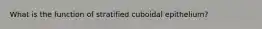 What is the function of stratified cuboidal epithelium?