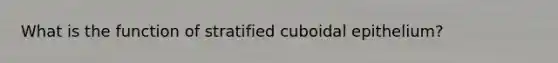 What is the function of stratified cuboidal epithelium?