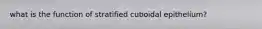 what is the function of stratified cuboidal epithelium?