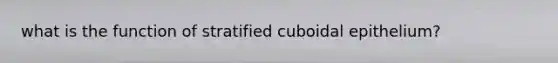 what is the function of stratified cuboidal epithelium?