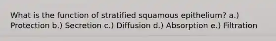 What is the function of stratified squamous epithelium? a.) Protection b.) Secretion c.) Diffusion d.) Absorption e.) Filtration