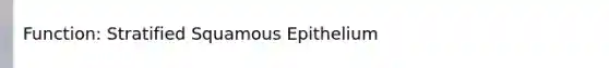 Function: Stratified Squamous Epithelium