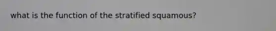 what is the function of the stratified squamous?