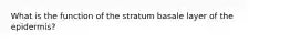 What is the function of the stratum basale layer of the epidermis?