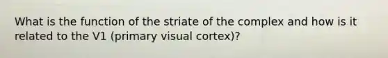 What is the function of the striate of the complex and how is it related to the V1 (primary visual cortex)?