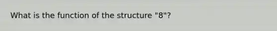 What is the function of the structure "8"?