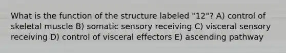 What is the function of the structure labeled "12"? A) control of skeletal muscle B) somatic sensory receiving C) visceral sensory receiving D) control of visceral effectors E) ascending pathway