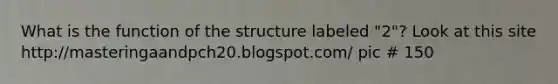 What is the function of the structure labeled "2"? Look at this site http://masteringaandpch20.blogspot.com/ pic # 150