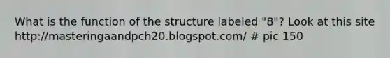 What is the function of the structure labeled "8"? Look at this site http:/masteringaandpch20.blogspot.com/ # pic 150