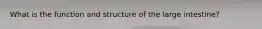 What is the function and structure of the large intestine?