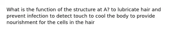 What is the function of the structure at A? to lubricate hair and prevent infection to detect touch to cool the body to provide nourishment for the cells in the hair