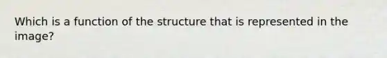 Which is a function of the structure that is represented in the image?