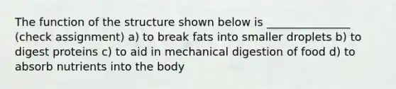 The function of the structure shown below is _______________ (check assignment) a) to break fats into smaller droplets b) to digest proteins c) to aid in mechanical digestion of food d) to absorb nutrients into the body