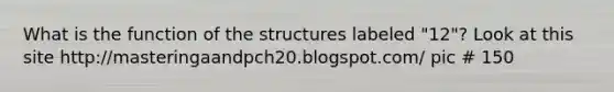 What is the function of the structures labeled "12"? Look at this site http://masteringaandpch20.blogspot.com/ pic # 150