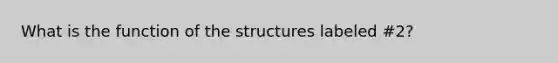 What is the function of the structures labeled #2?