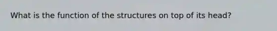 What is the function of the structures on top of its head?