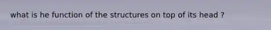 what is he function of the structures on top of its head ?