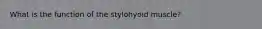 What is the function of the stylohyoid muscle?