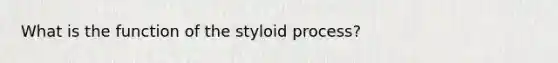 What is the function of the styloid process?